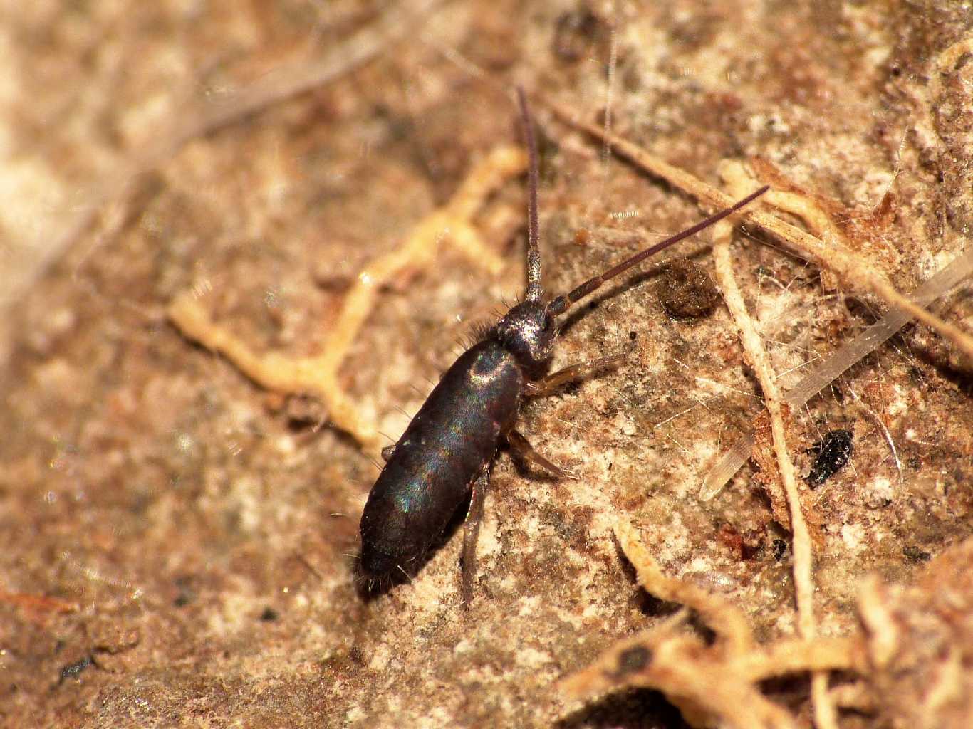 Collembolo bluastro (Tomoceridae?) - Caffarella (RM)